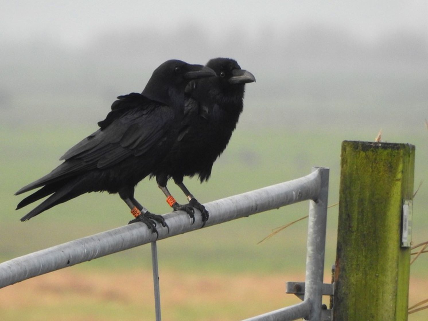 Raaf kleurringen (Nederland). Foto van Ravenwerkgroep.